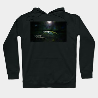 Wet Leaf Lens Flare Hoodie